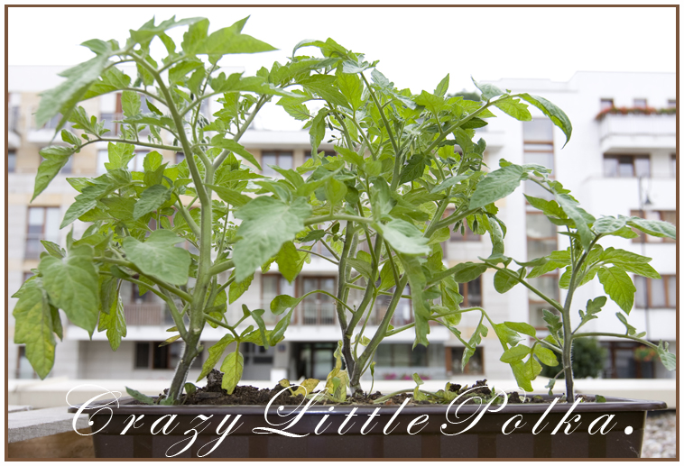 pomidory w miescie 2