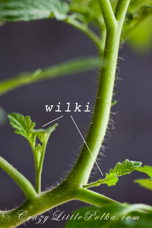 wilki pomidorow